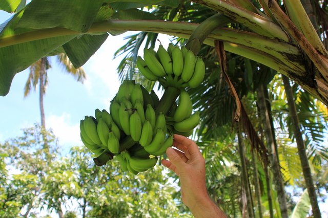 Man's hand picking a banana from a bunch of bananas