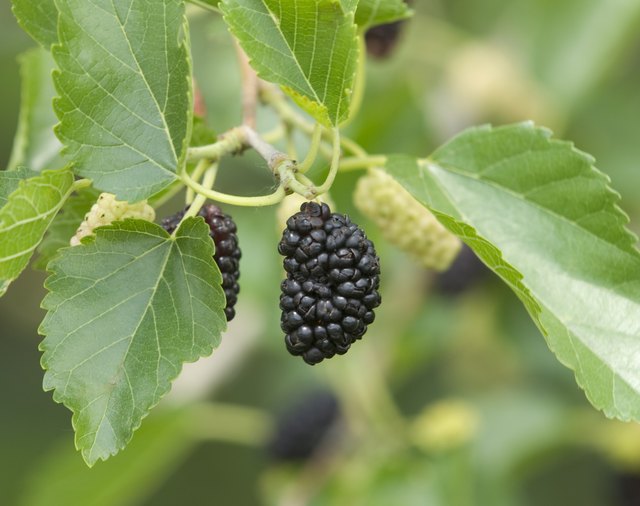Ripe Mulberry Fruit on Tree