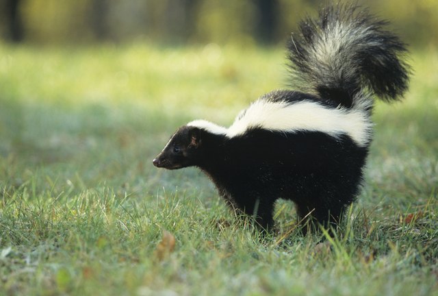 how-to-get-rid-of-skunk-smell-on-humans-livestrong