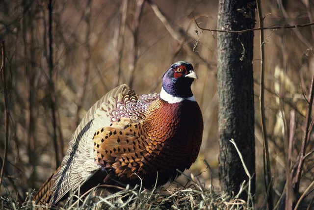 Cock pheasant stretching and preening, North American upland game bird
