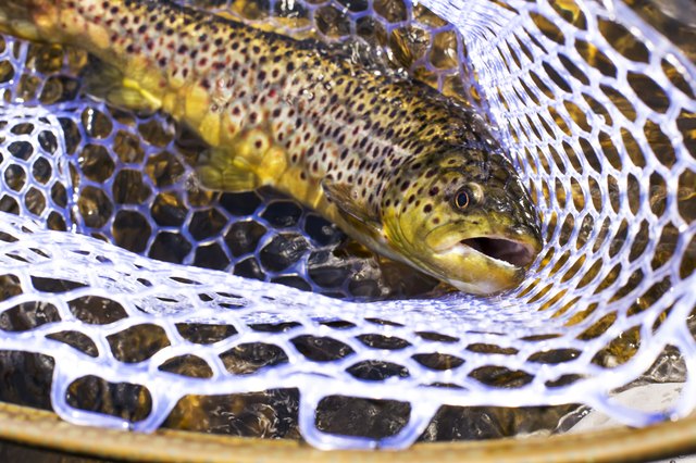 Brown Trout in Net