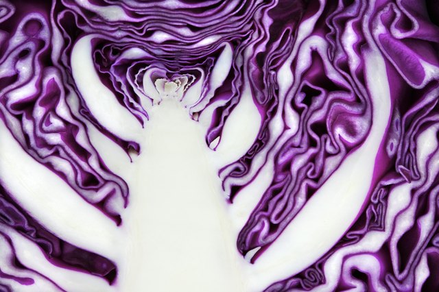 Cabbage