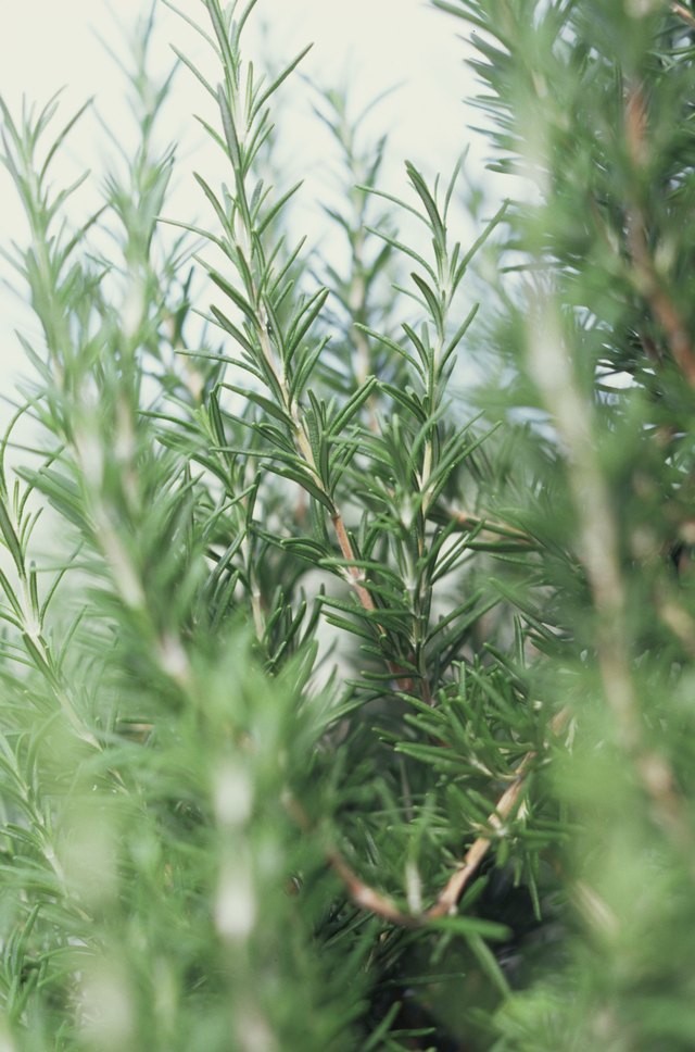 Fresh rosemary