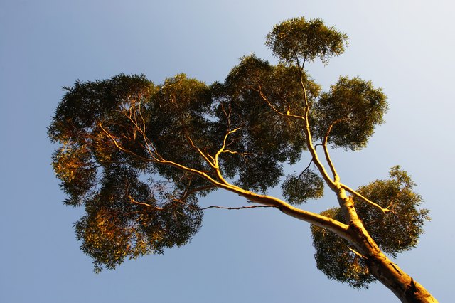 Eucalyptus tree, low angle view