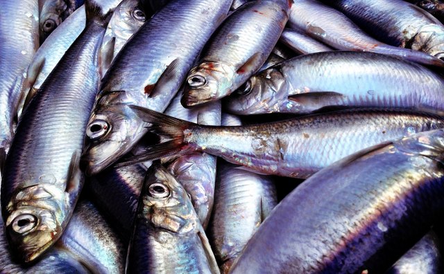 Caught fish