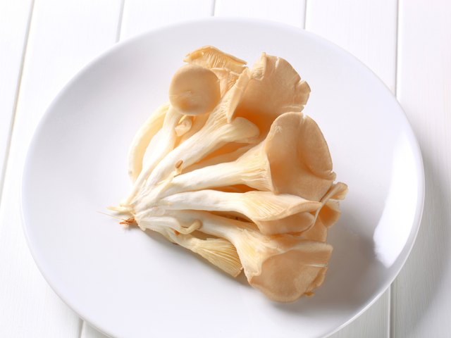 Fresh oyster mushrooms