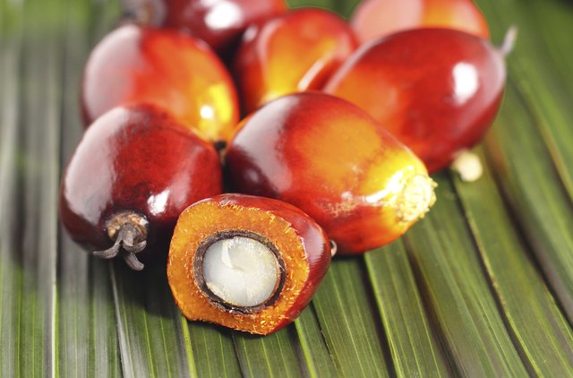 Oil palm fruit