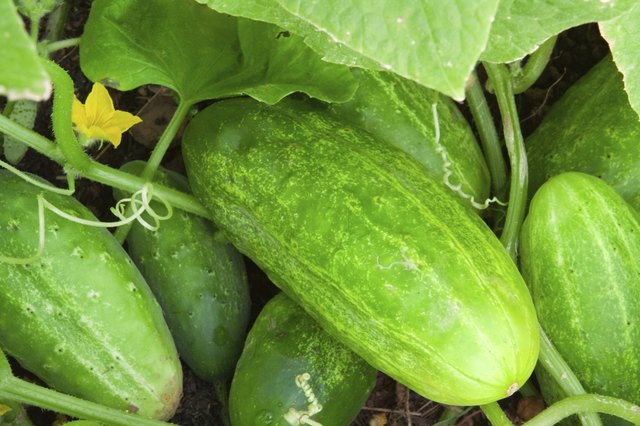 Cucumber plant.
