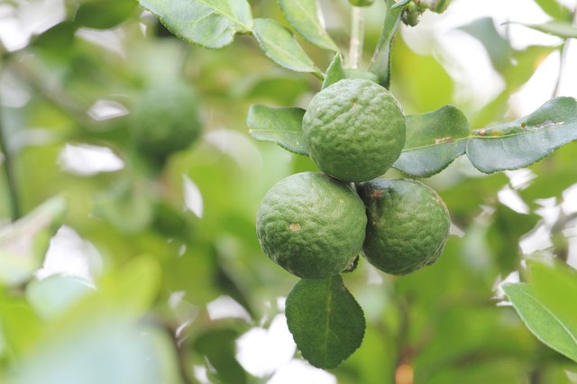 bergamot on the tree