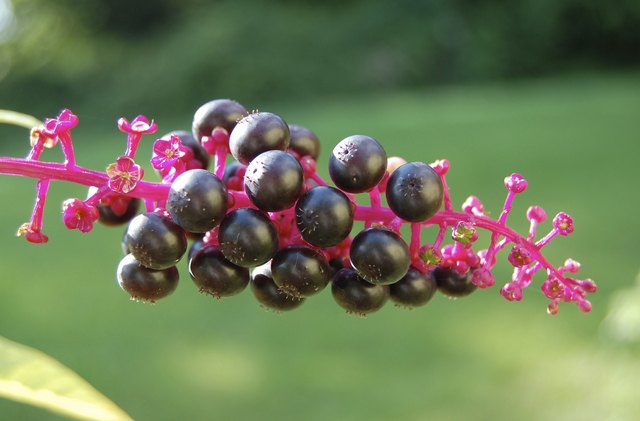 Phytolacca pokeweed berries