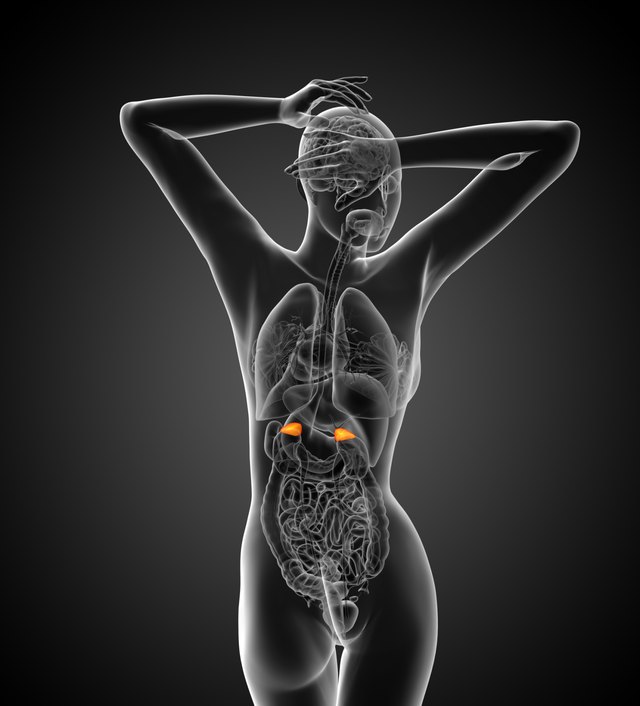 3d render medical illustration of the adrenal