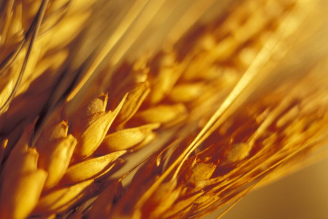 Close-up of wheat grain
