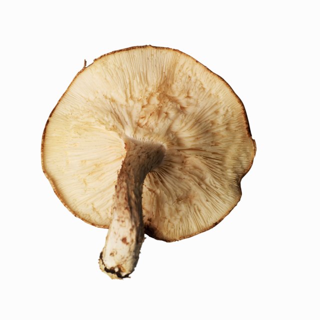 Close-up of a shitake