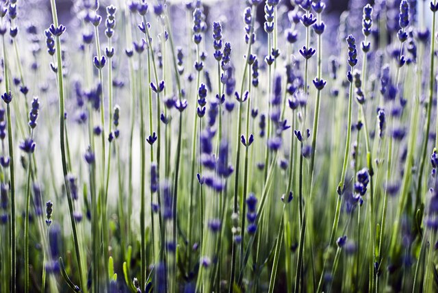 Field of Lavender (Lavandula angustifolia hidcote) , close-up