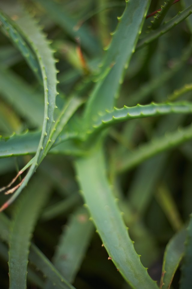 Aloe vera plant