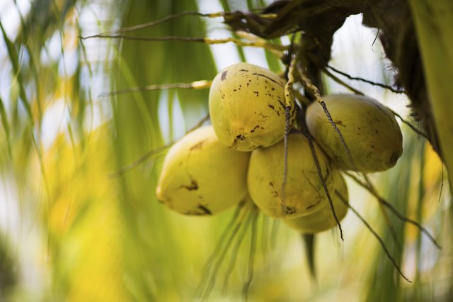 Coconut palm tree at Caribbean tropical beach