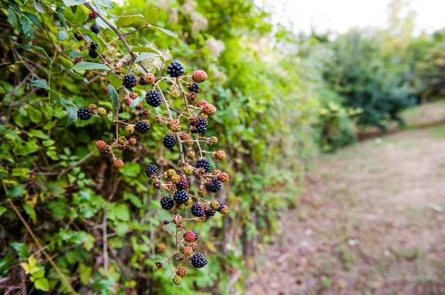 Blackberry bush
