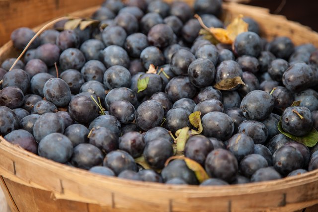 Basket full of blueberries