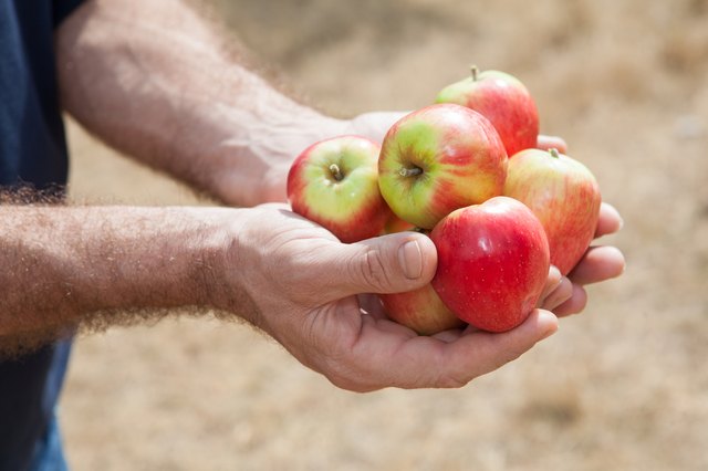 red fresh apples in human hands