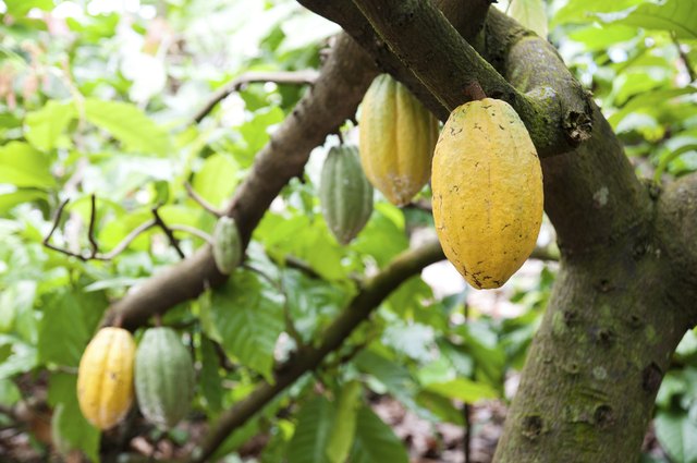 Cocoa pods