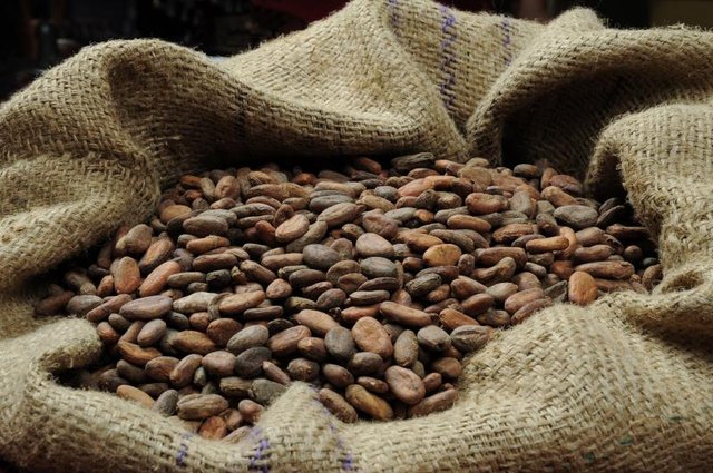 Cocoa beans in the bag