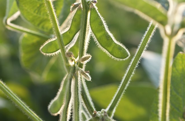 The Effects of Soy Milk on Hair & Skin | livestrong