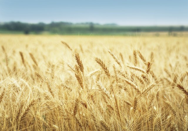 Grain field