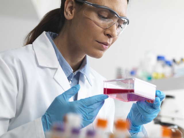 Cell biologist holding a flask containing stem cells, cultivated in red growth medium, to investigate diseases