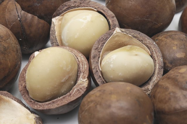 macadamia nut