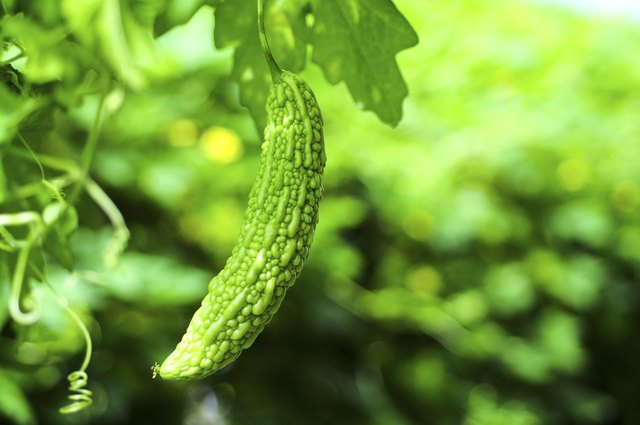 Bitter Melon with landscape background