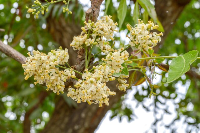 white Neem flower