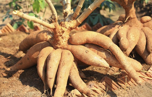 Pile of cassava bulb