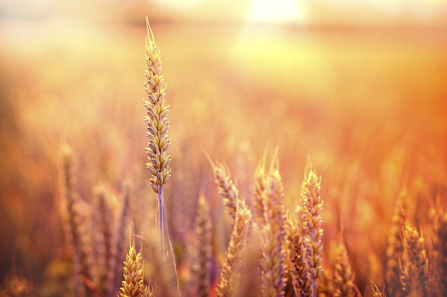 Rays of the setting sun on a wheat field