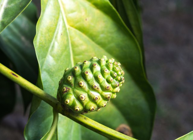Fresh green Indean mulberry