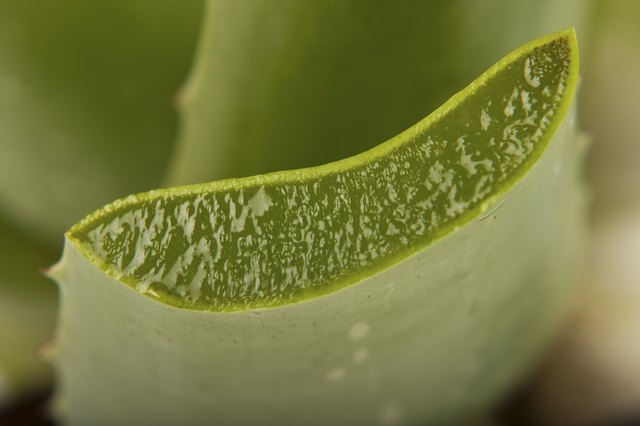 Aloe vera