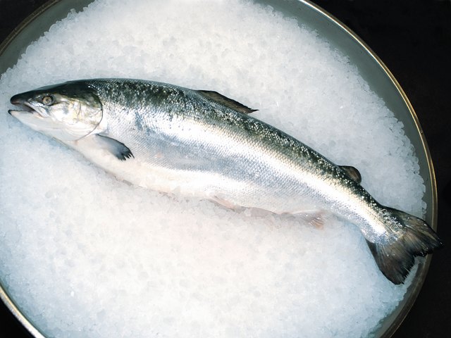 Photo, fresh salmon lying on a tub of ice, Color