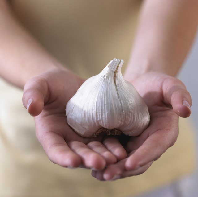 Hands holding whole garlic bulb