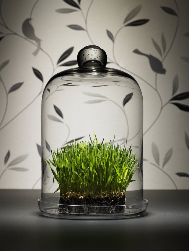 Wheat grass under glass dome