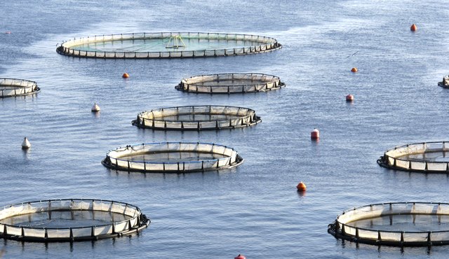 Fish Farming Tools & Equipment | Livestrong.com