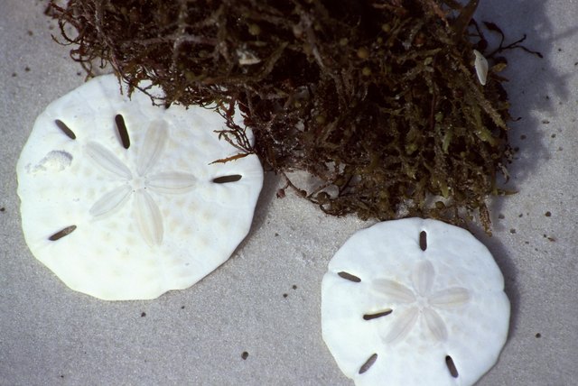Sand dollars