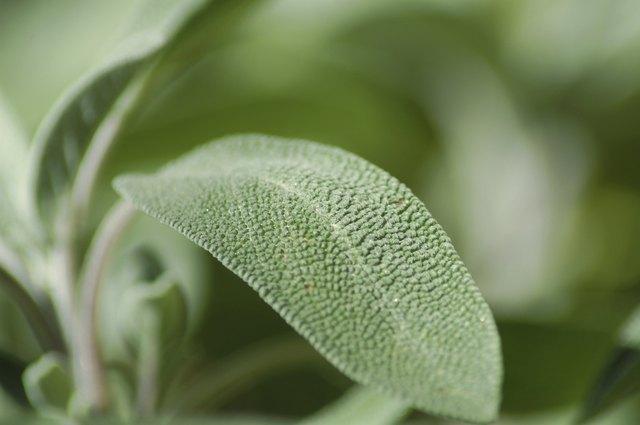 Salvia Leaf