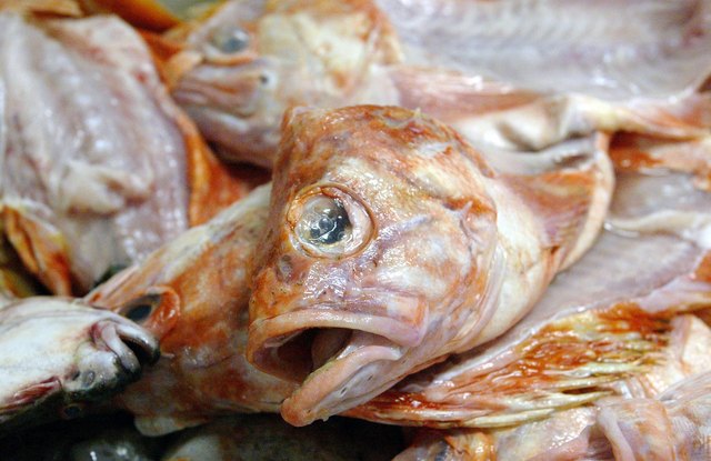 Large Predatory Fish Populations Decimated By Commercial Fishing