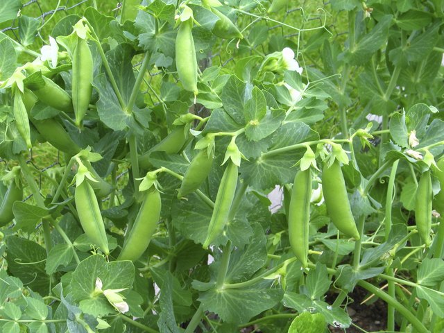 Tangle of Pea Vines