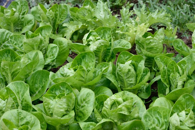Lettuces in garden. Little Gem Romaine.