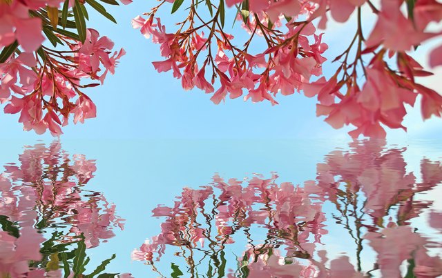 pink reflection