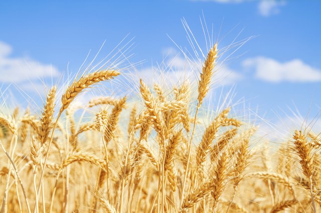 Gold wheat field and blue sky