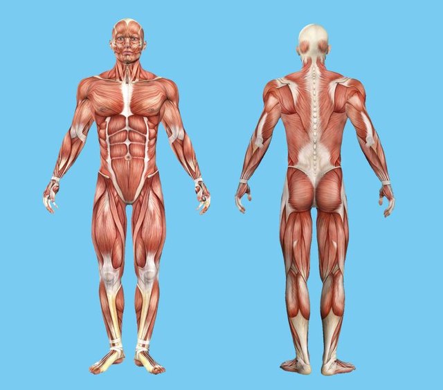 Male muscle anatomy featuring major muscles of human body.