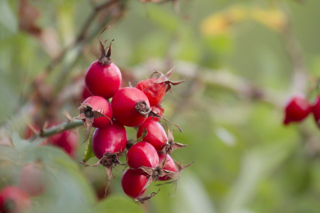 dog rose