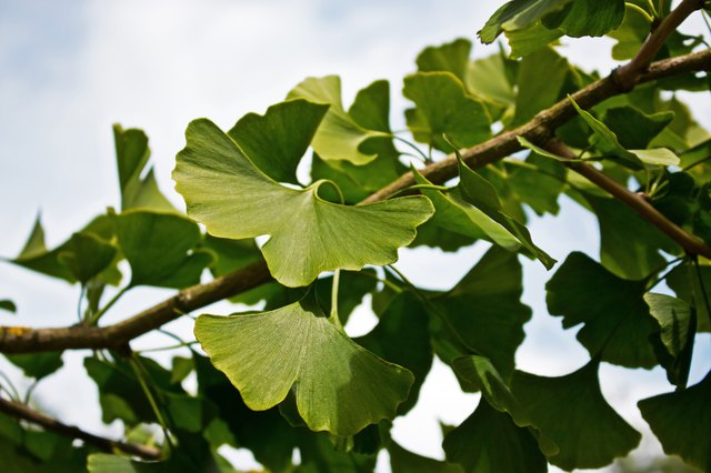 Ginkgo on a branch