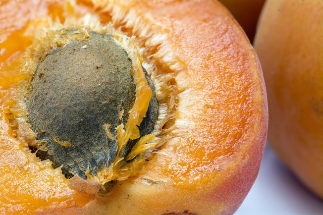 half apricot with stone, macro shot